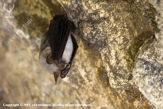 Netopier obyčajný (Myotis myotis)