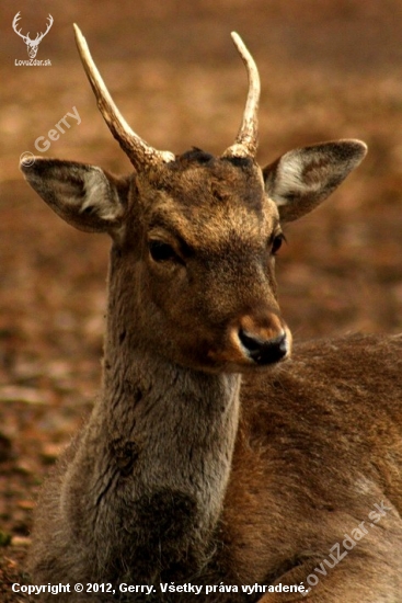 Malý princ