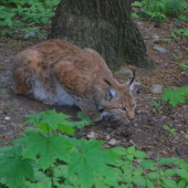 Lynx lynx