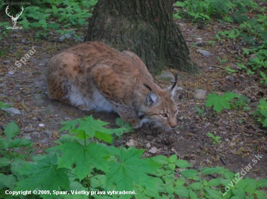 Lynx lynx