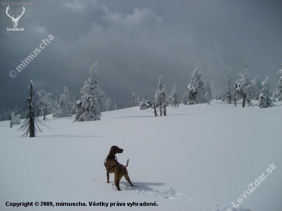 ...tazna vyzla :-) v Krkonosiach...v sobotu...