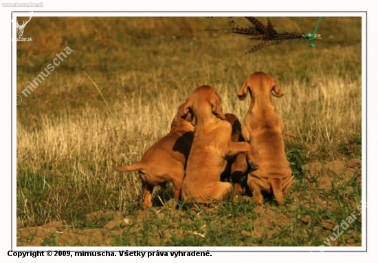 ...ktovie, co to tu len lieta...foto:M.Stepanovsky