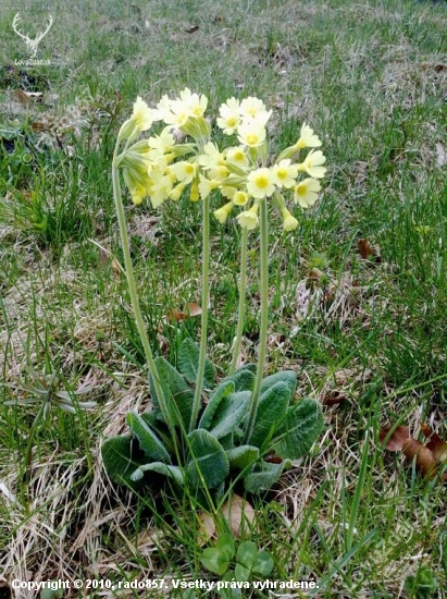 Primula veris