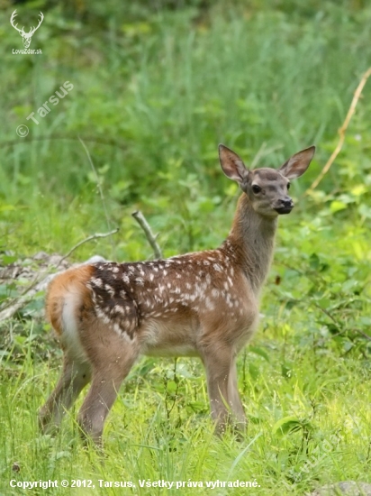 jelienča