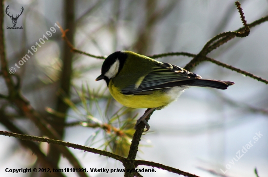 Parus major