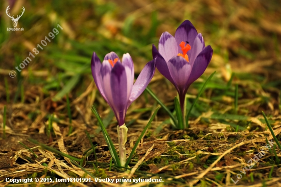 Šafran spišský- Crocus discolor