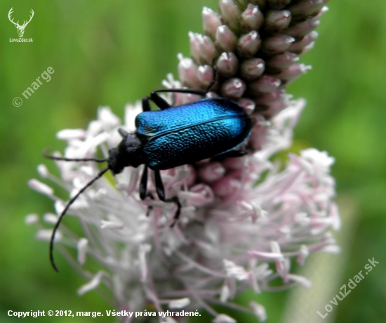 Gaurotes(Carillia)virginea