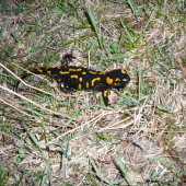 Salamandra