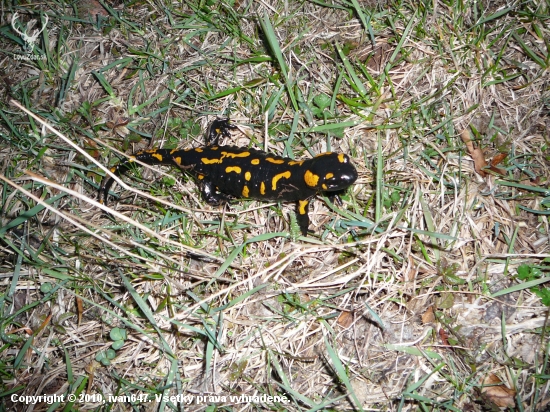 Salamandra