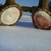 Pečate páru 25,5 cm