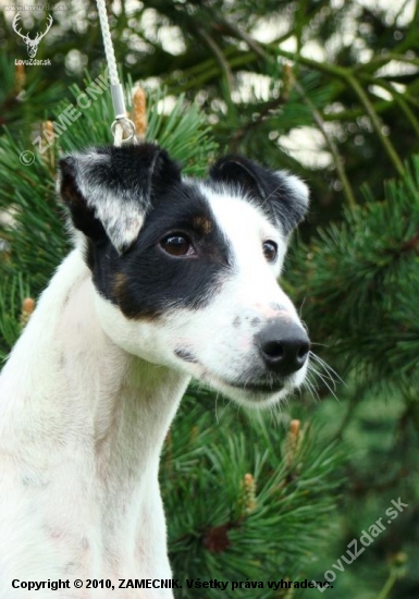 Fox Terrier Smooth