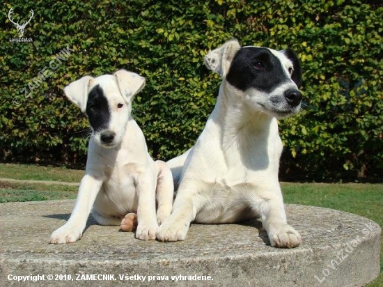 Duo Fox Terrier