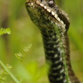 Vipera berus ( vretenica severná