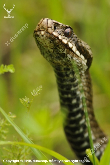 Vipera berus ( vretenica severná