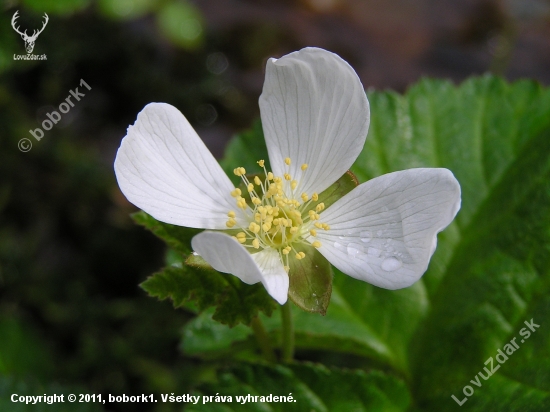 Rubus chamaemorus