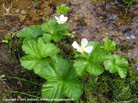 Rubus chamaemorus