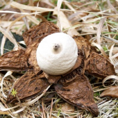 Hviezdovka trojita geastrum triplex