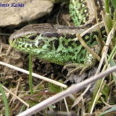 Jašterica obyčajná