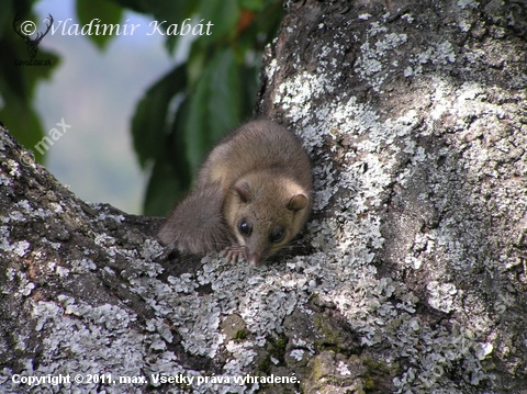 Plch sivý (Glis glis)