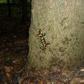 salamandra