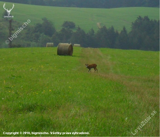 Srnček