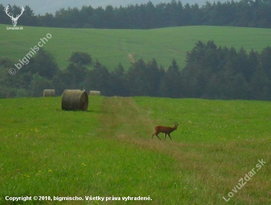 Srnček 2vt. ? zo zadu