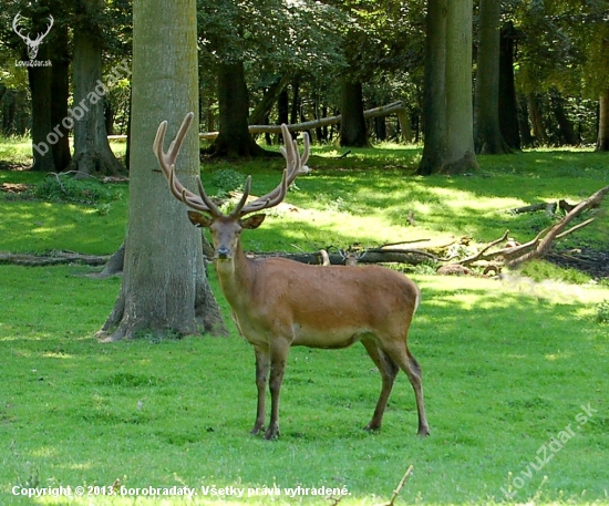 Hessenský krásavec