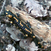 salamandra