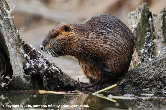 Nutria riečna