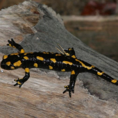 salamandra