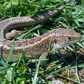 Lacerta agilis