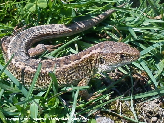 Lacerta agilis