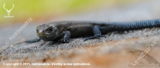 Jaašterica živorodá