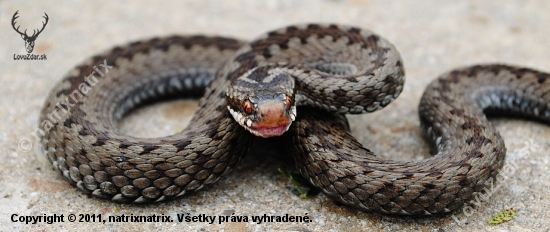 Vretenica severná