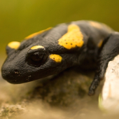 salamandra