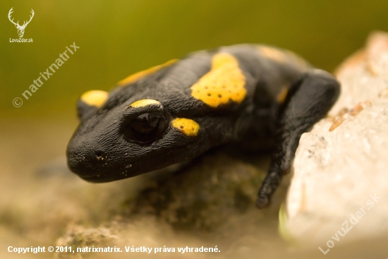 salamandra