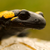 salamandra