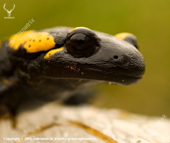 salamandra