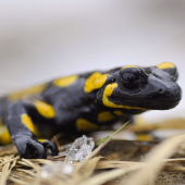 salamandra