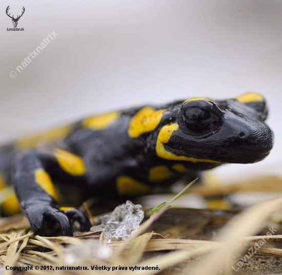 salamandra