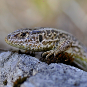 jašterica kratkohlava