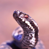 vipera berus