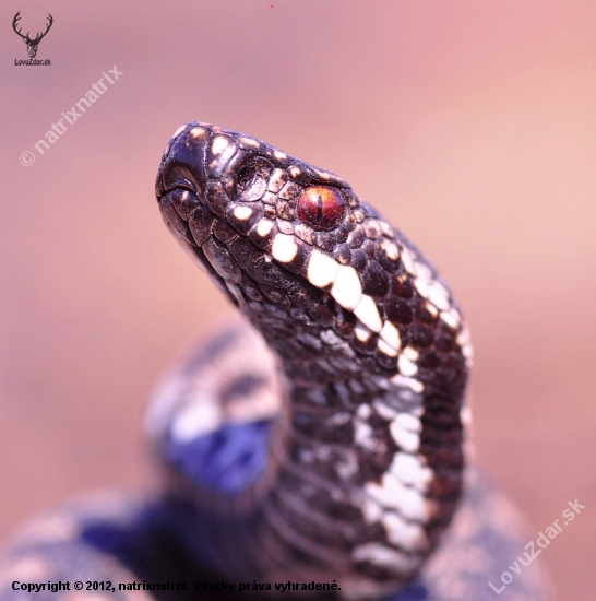 vipera berus