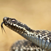 vipera berus