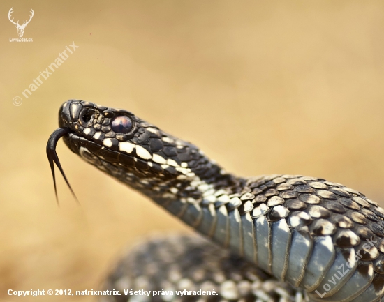 vipera berus