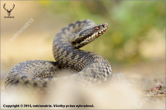 Vipera berus