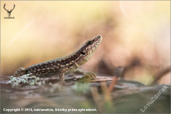 Podarcis muralis