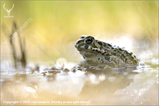 Bufo viridis