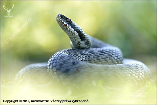 Vipera Berus