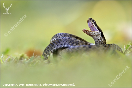 Vipera Berus